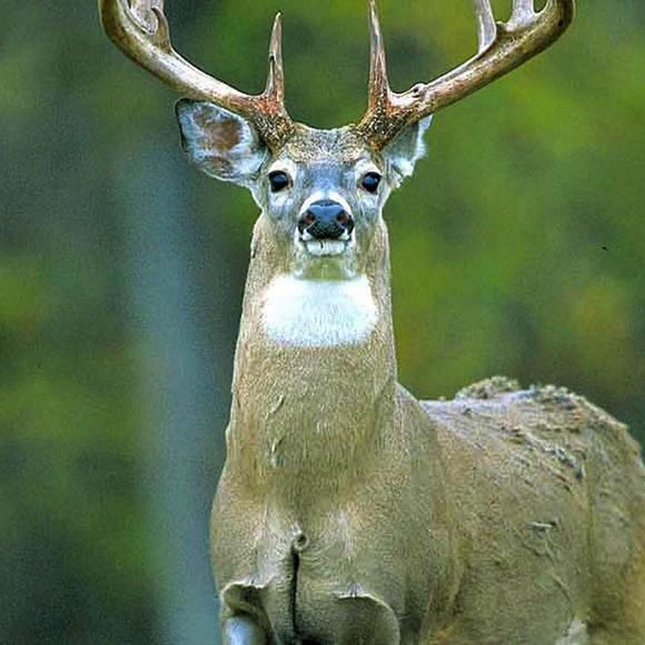 Meet your Posher, Riley - Picture 1 of 1